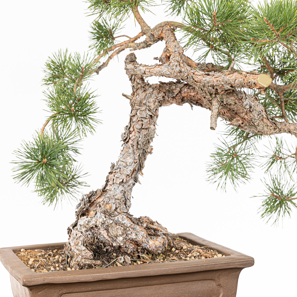 Bonsái - Pino silvestre (Pinus sylvestris) - PS10516