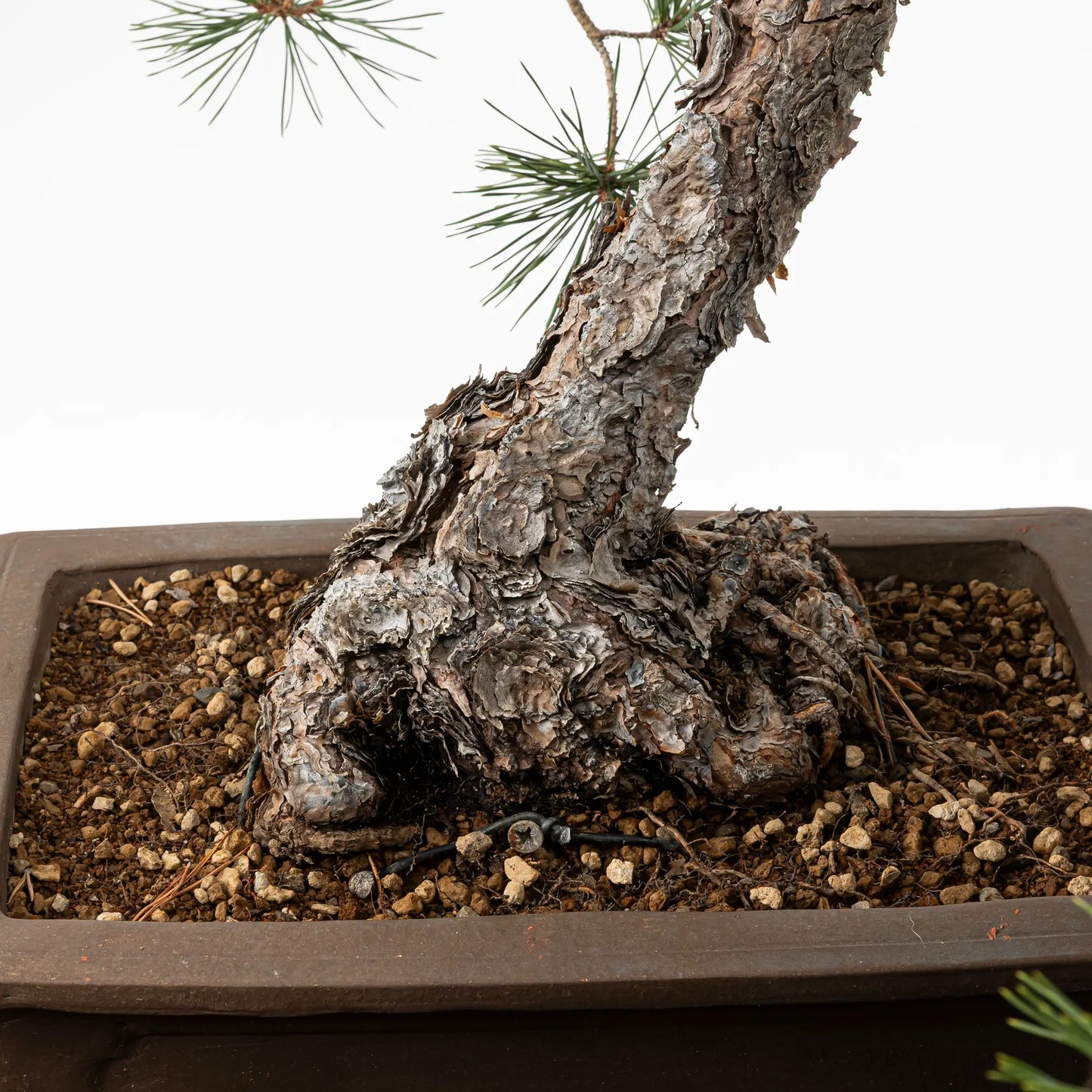 Detalle de nebari de bonsai yamadori de pinus silvestris