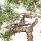 Bonsái - Pino silvestre (Pinus sylvestris) - PS10516