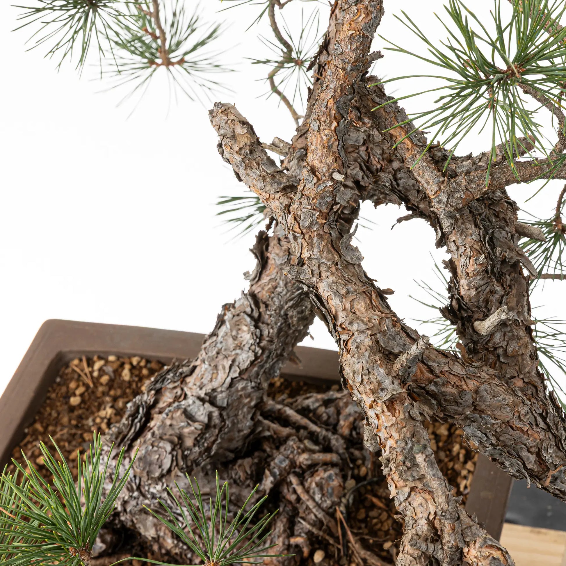 Detalle de codos y tronco de bonsai yamadori de pinus silvestre