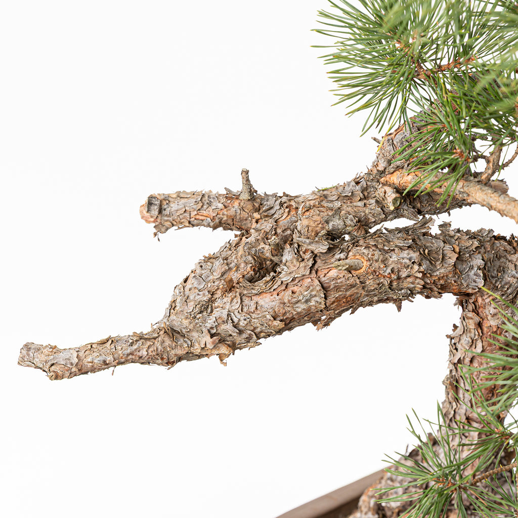 Bonsái - Pino silvestre (Pinus sylvestris) - PS10516