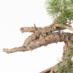 Bonsái - Pino silvestre (Pinus sylvestris) - PS10516