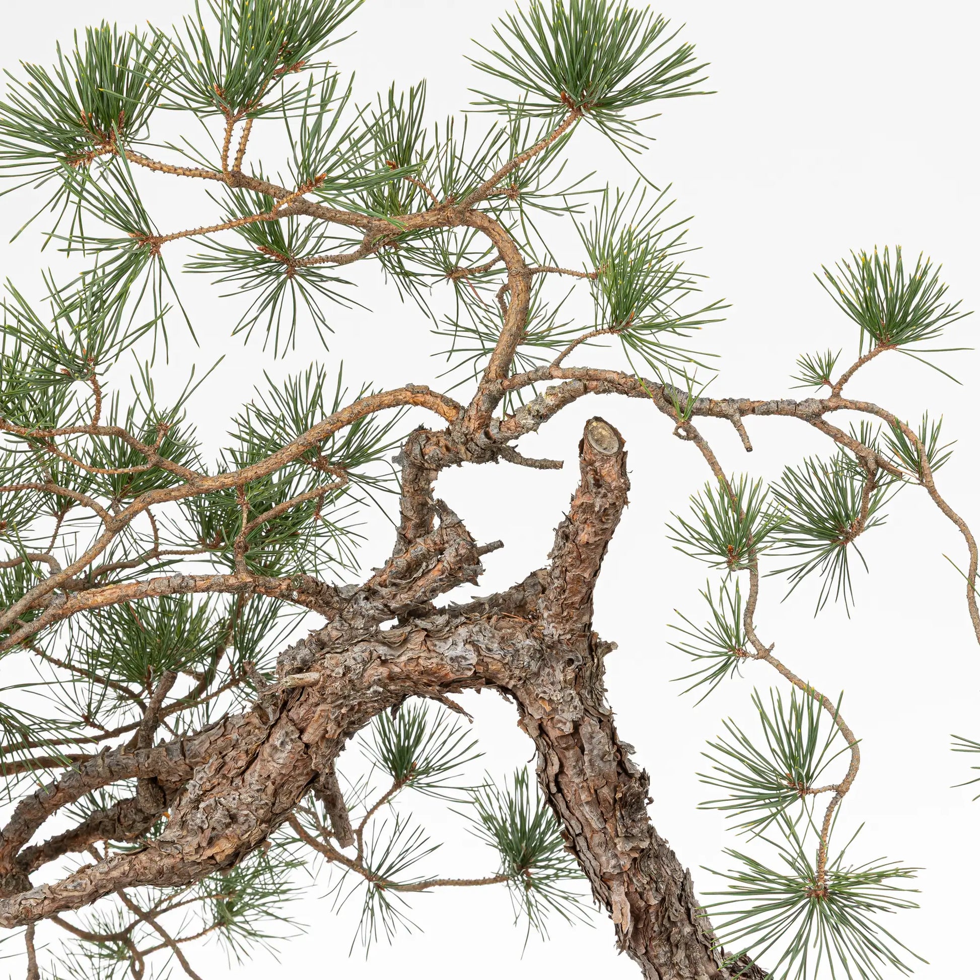 Detalle tronco y ramas de bonsai yamadori de pino silvestre