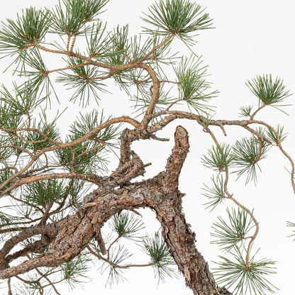 Detalle tronco y ramas de bonsai yamadori de pino silvestre