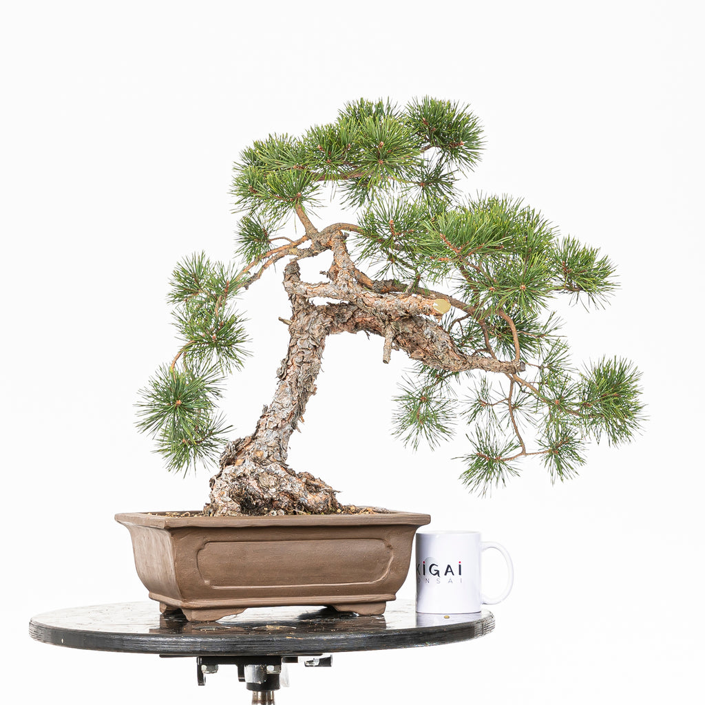 Bonsái - Pino silvestre (Pinus sylvestris) - PS10516