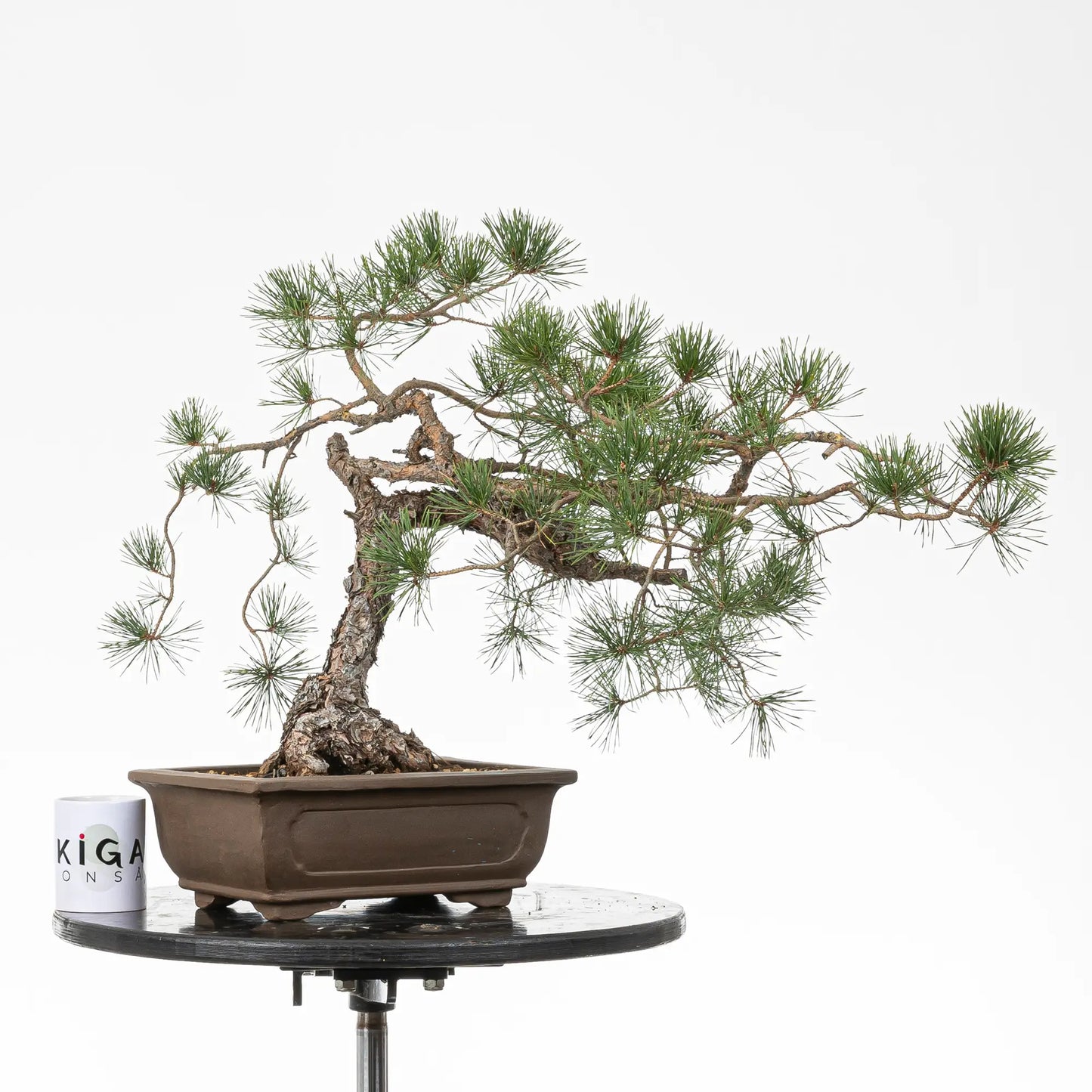 Comparativa de tamaño de bonsai yamadori de pino silvestre con una taza de café de la tienda de ikigai bonsai.