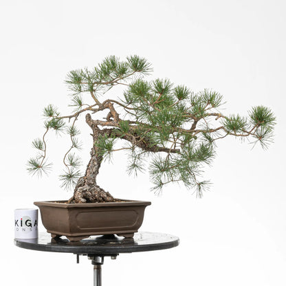Comparativa de tamaño de bonsai yamadori de pino silvestre con una taza de café de la tienda de ikigai bonsai.