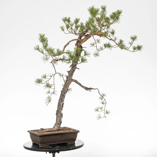 Bonsai yamadori de pinus sylvestris en estilo bunjin y tamaño dai.