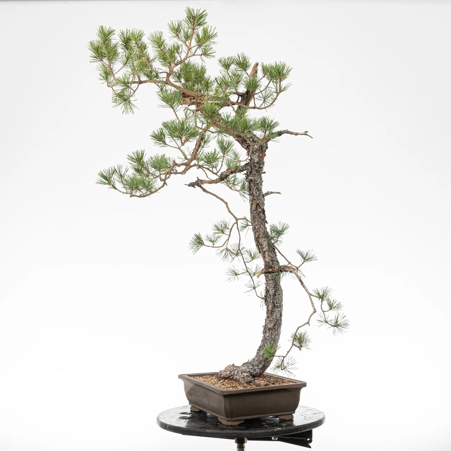 Cara izquierda de bonsai yamadori de pinus sylvestris