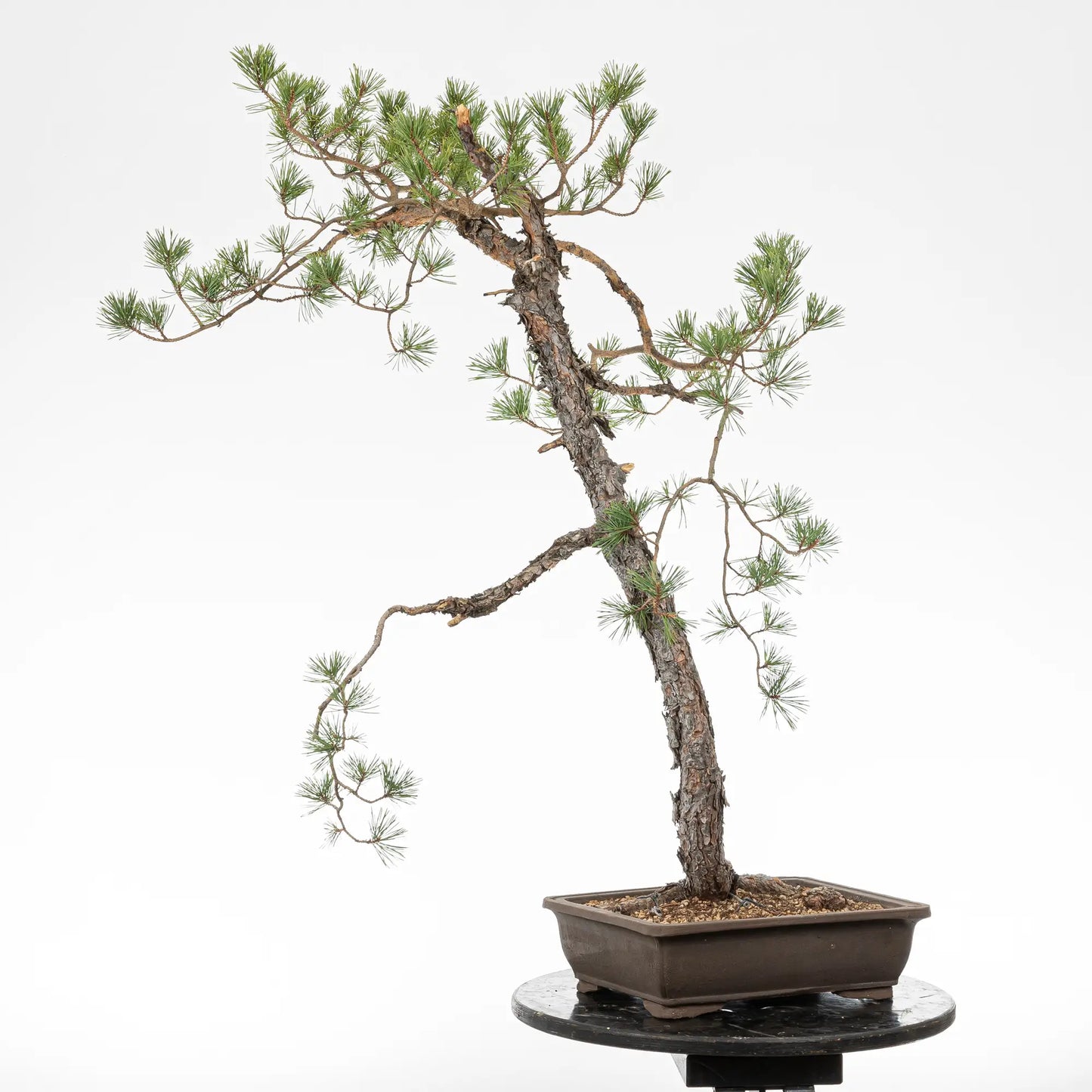Cara trasera de bonsai yamadori de pinus sylvestris