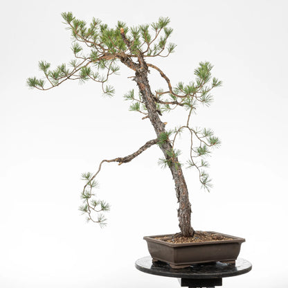 Cara trasera de bonsai yamadori de pinus sylvestris