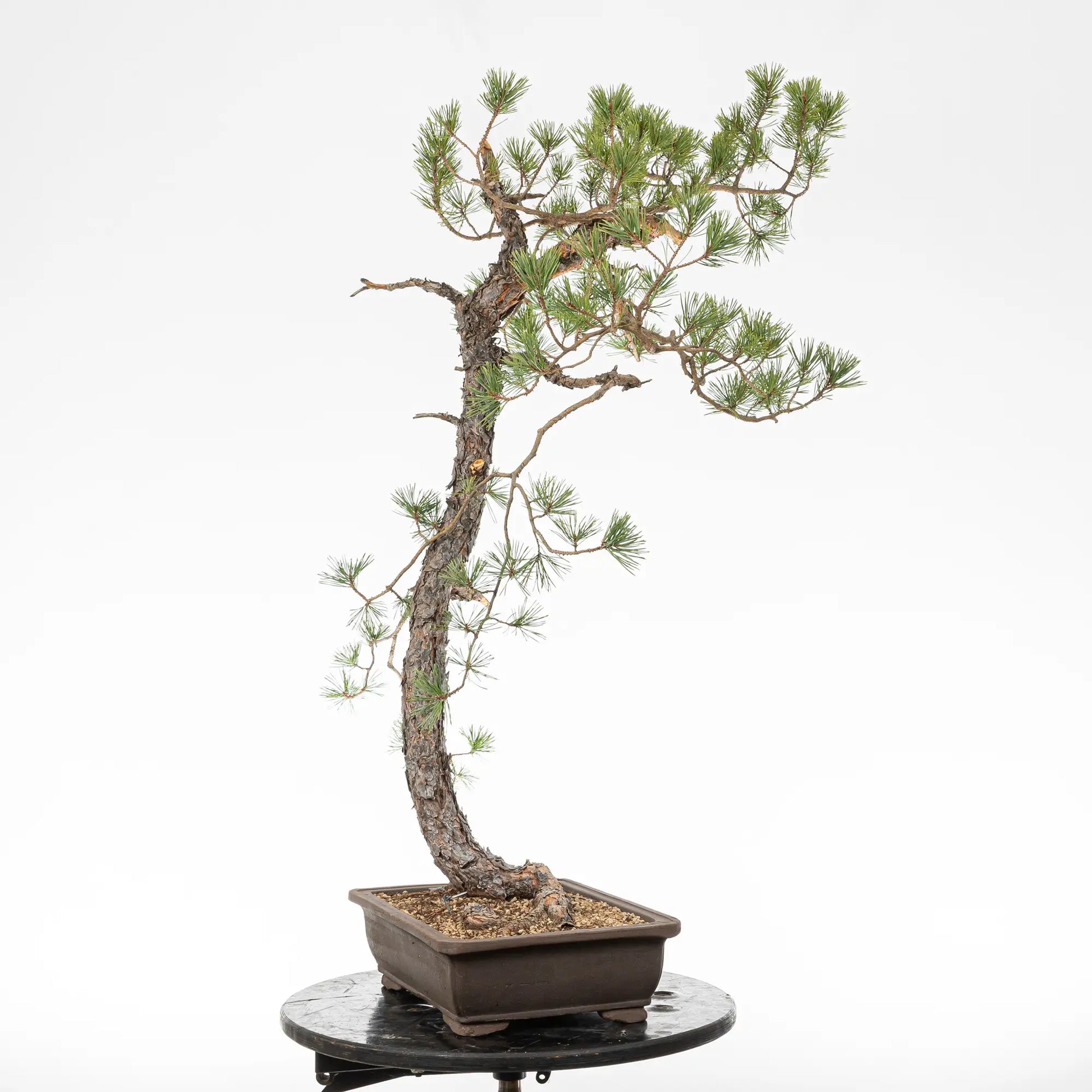 Cara derecha de bonsai yamadori de pinus sylvestris