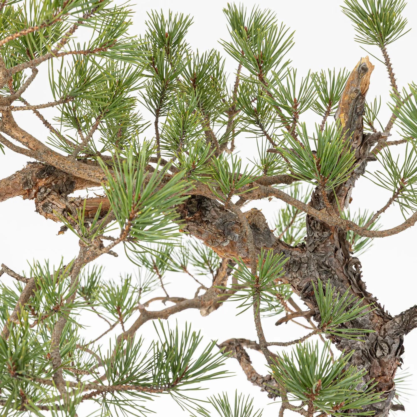 Detalle de ramas y brotes de bonsai de pinus silvestris