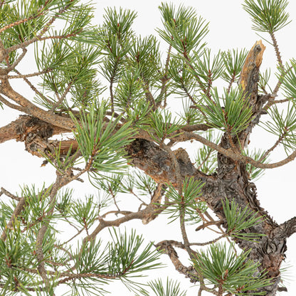 Detalle de ramas y brotes de bonsai de pinus silvestris