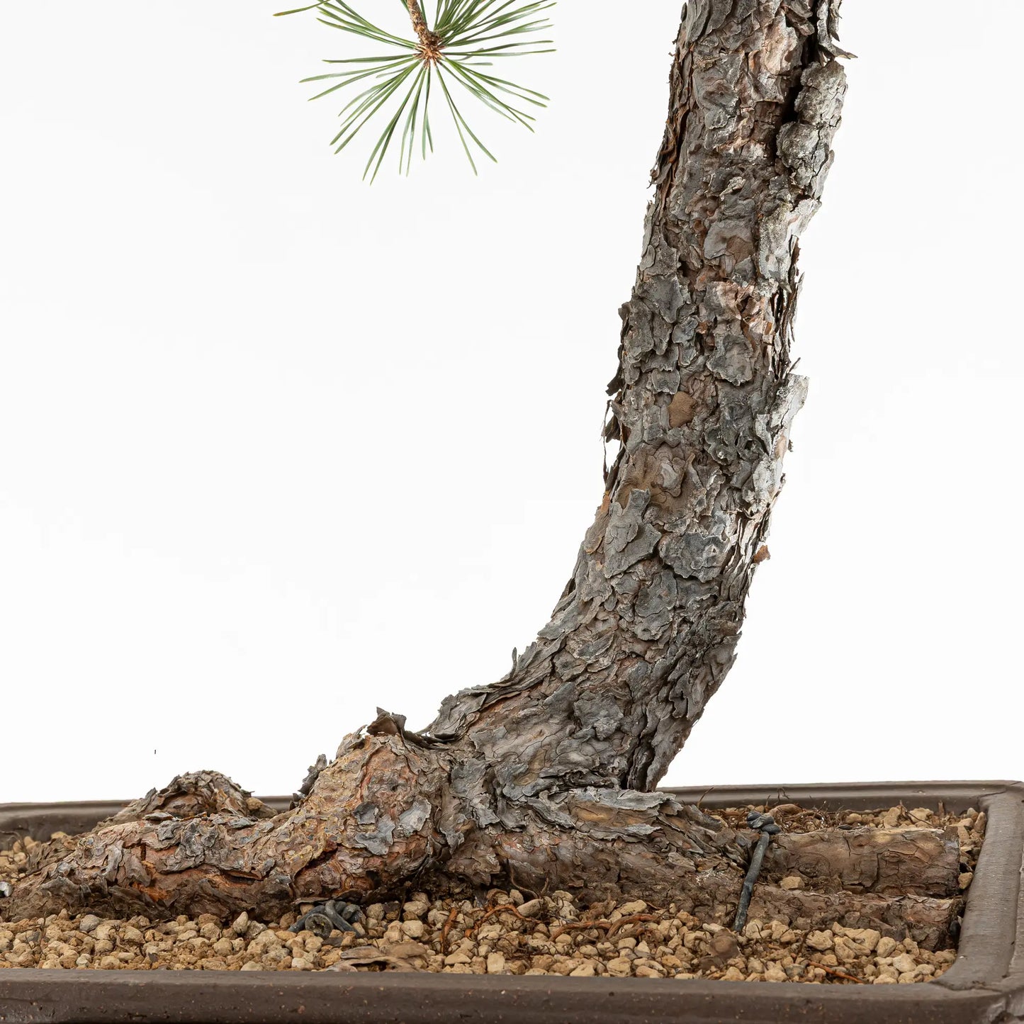 Detalle de nebari de bonsai de pinus sylvestris