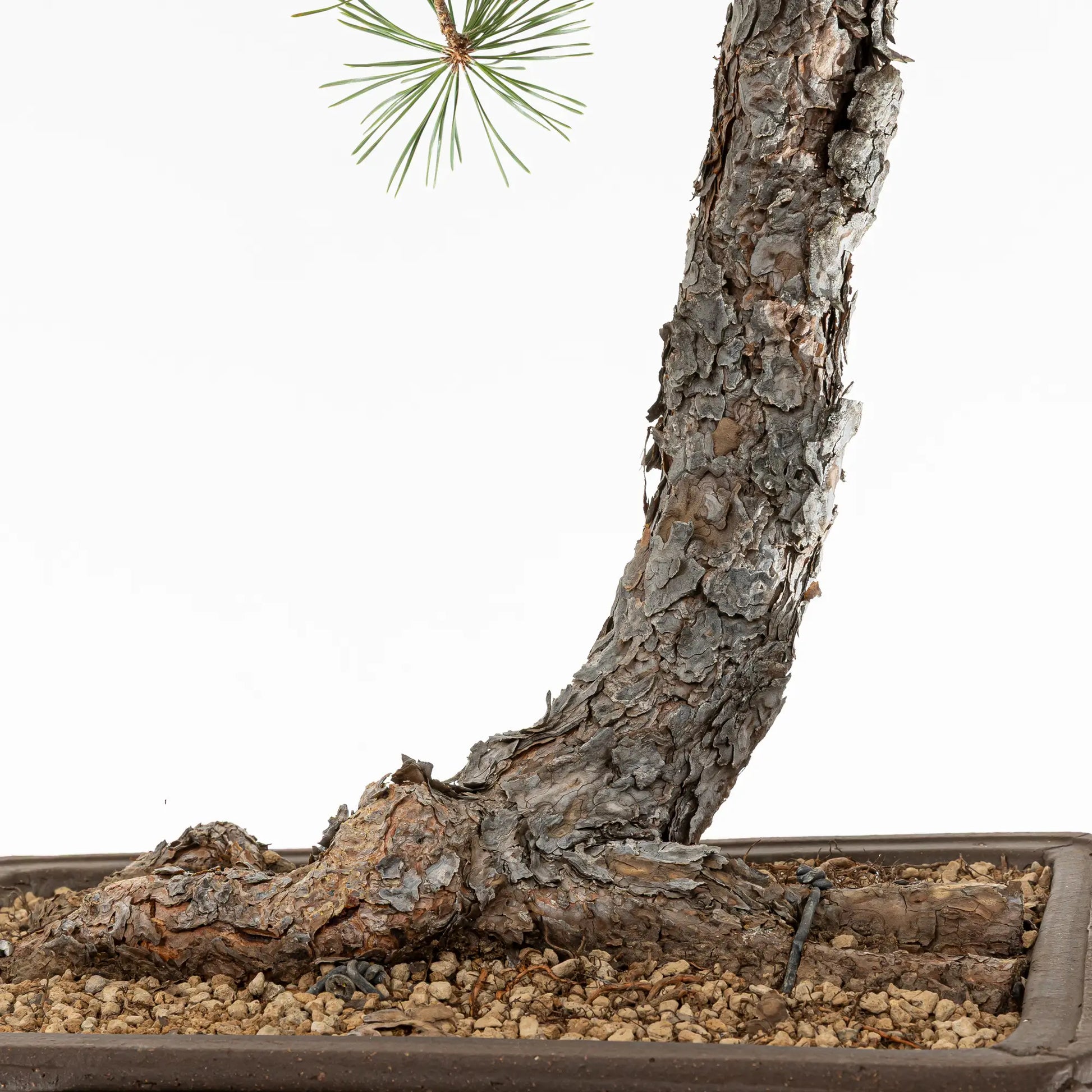 Detalle de nebari de bonsai de pinus sylvestris