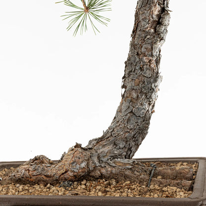 Detalle de nebari de bonsai de pinus sylvestris