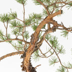 Detalle de corteza a anaranjada de bonsai de pinus sylvestris