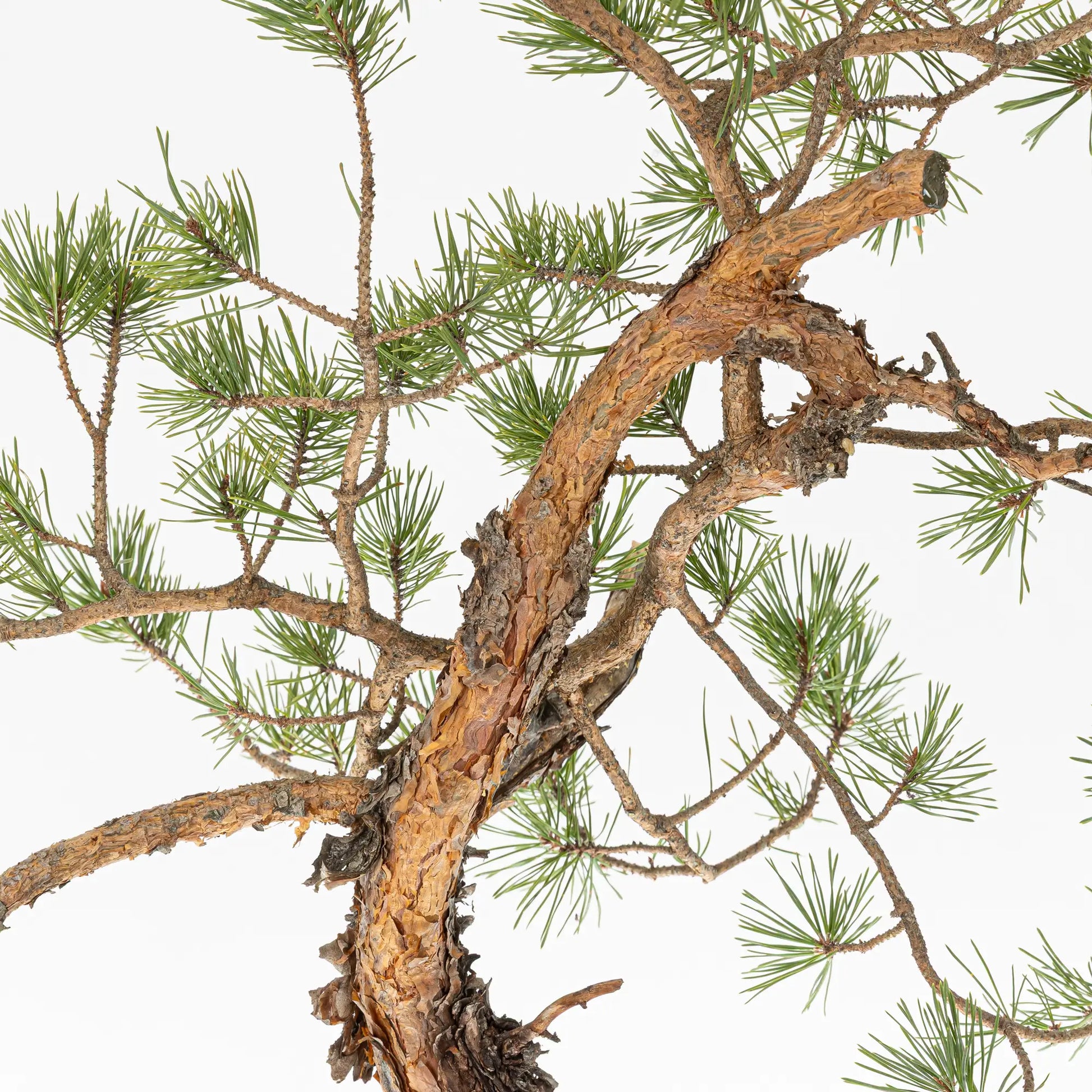 Detalle de corteza a anaranjada de bonsai de pinus sylvestris