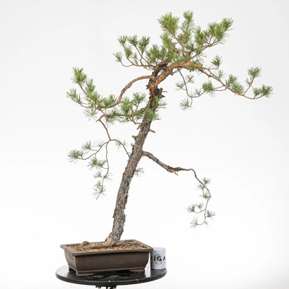 Comparativa de tamaño de un bonsai de pino silvestre con una taza de café de la tienda ikigai bonsai