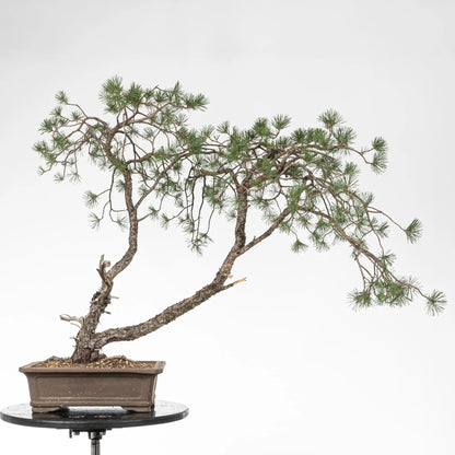 Bonsai yamadori de pinus silvestris estilo doble tronco.