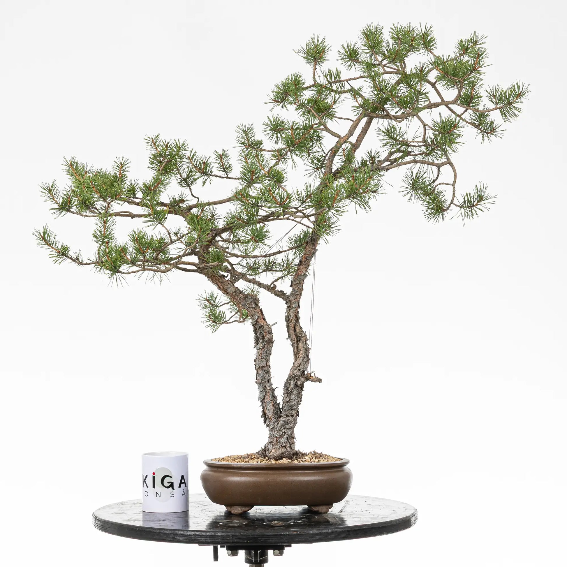 Comparativa de tamaño de un bonsai de doble tronco con una taza de café de la tienda de ikigai bonsai.