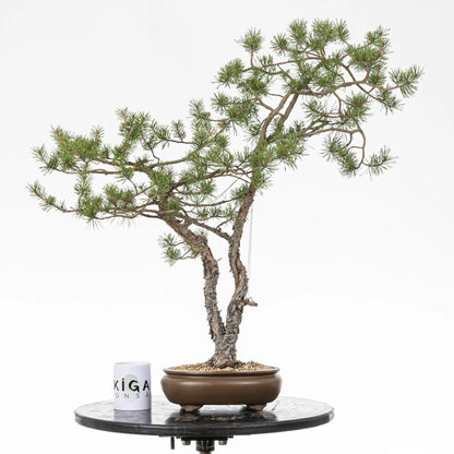 Comparativa de tamaño de un bonsai de doble tronco con una taza de café de la tienda de ikigai bonsai.