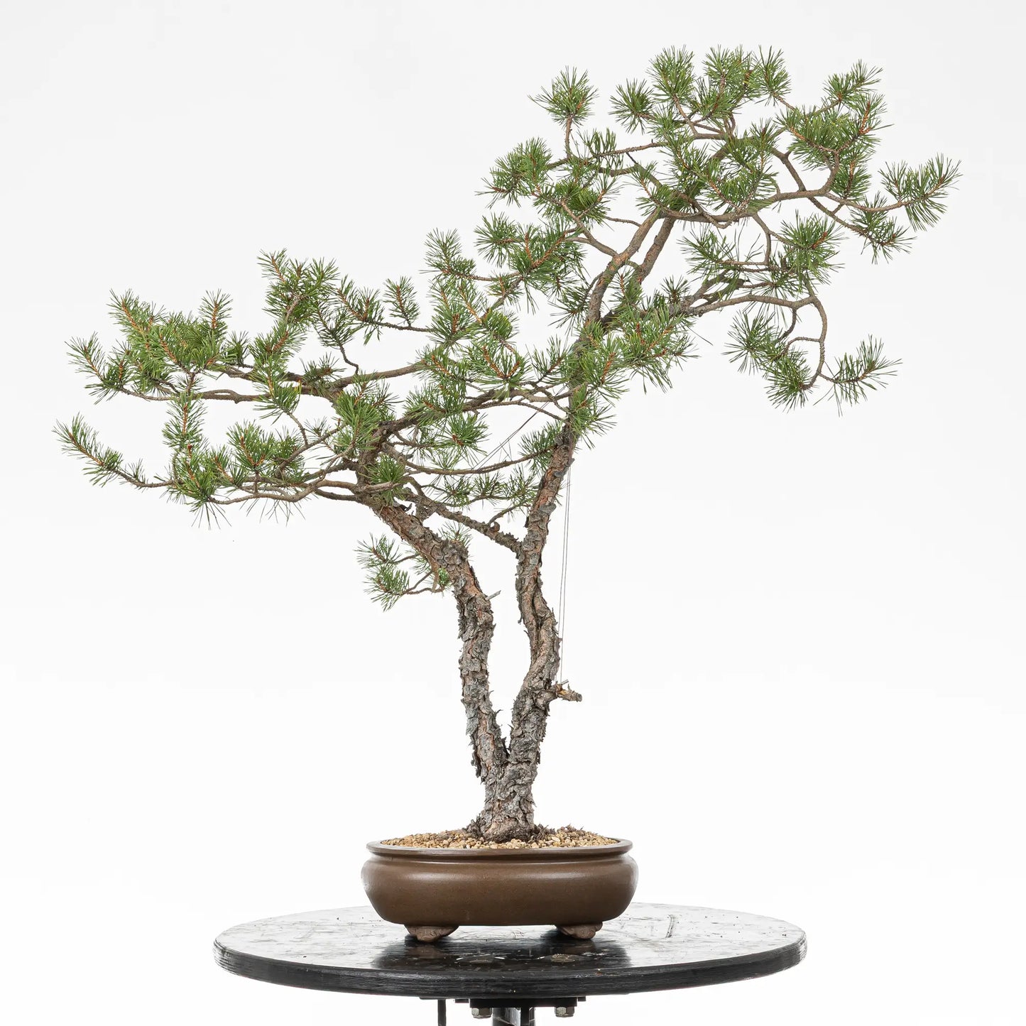 Bonsai yamadori de pinus sylvestris en estilo doble tronco y tamaño dai