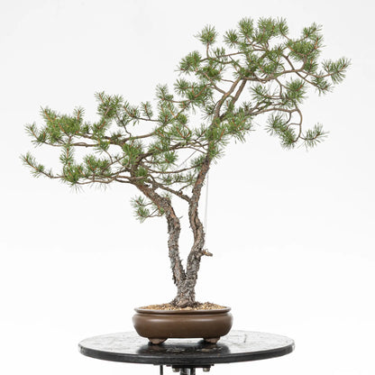 Bonsai yamadori de pinus sylvestris en estilo doble tronco y tamaño dai
