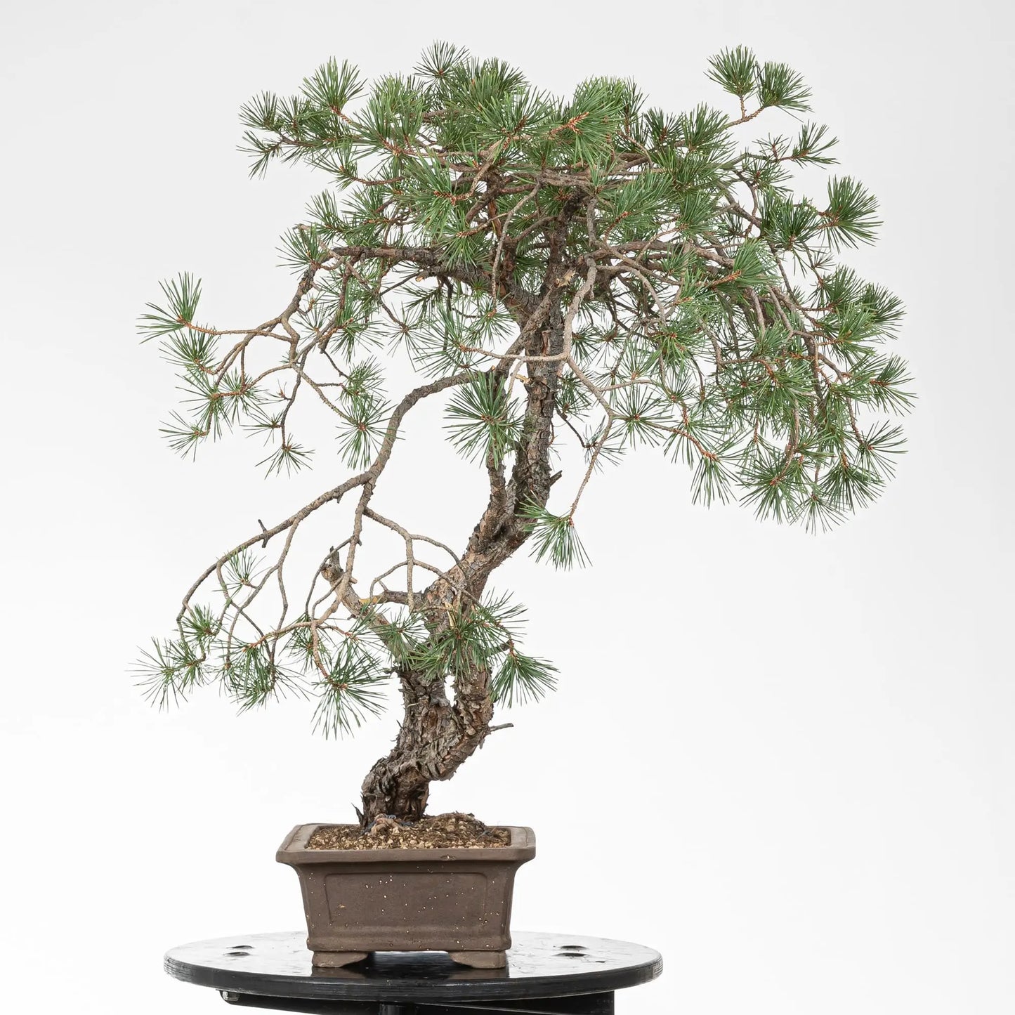 Cara derecha de bonsai de pino silvestre