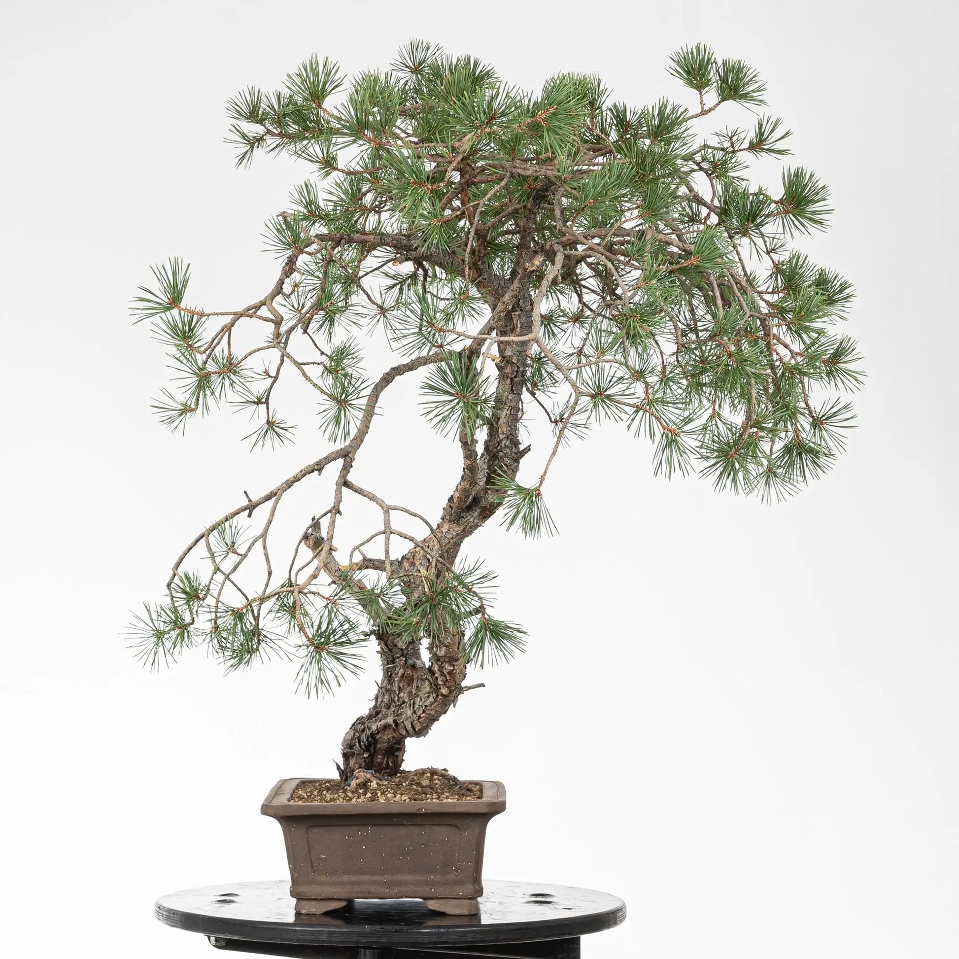 Cara derecha de bonsai de pino silvestre