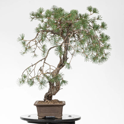 Cara derecha de bonsai de pino silvestre