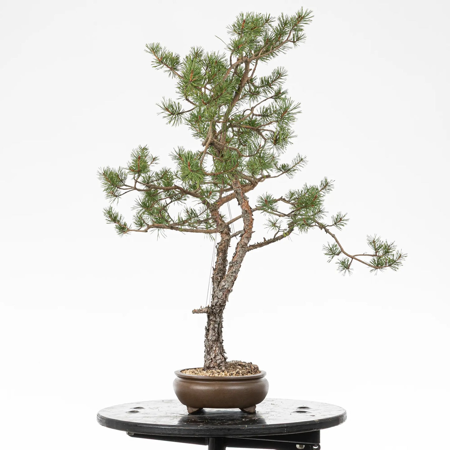 Cara derecha de bonsai yamadori de pinus sylvestris