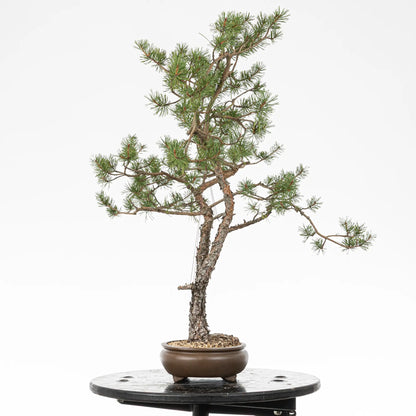 Cara derecha de bonsai yamadori de pinus sylvestris