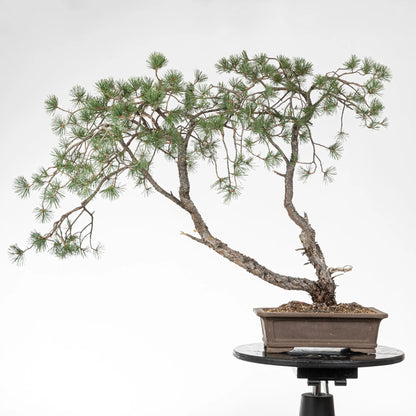 Cara trasera de bonsai de pino silvestre