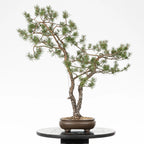Cara trasera de bonsai yamadori de pinus sylvestris