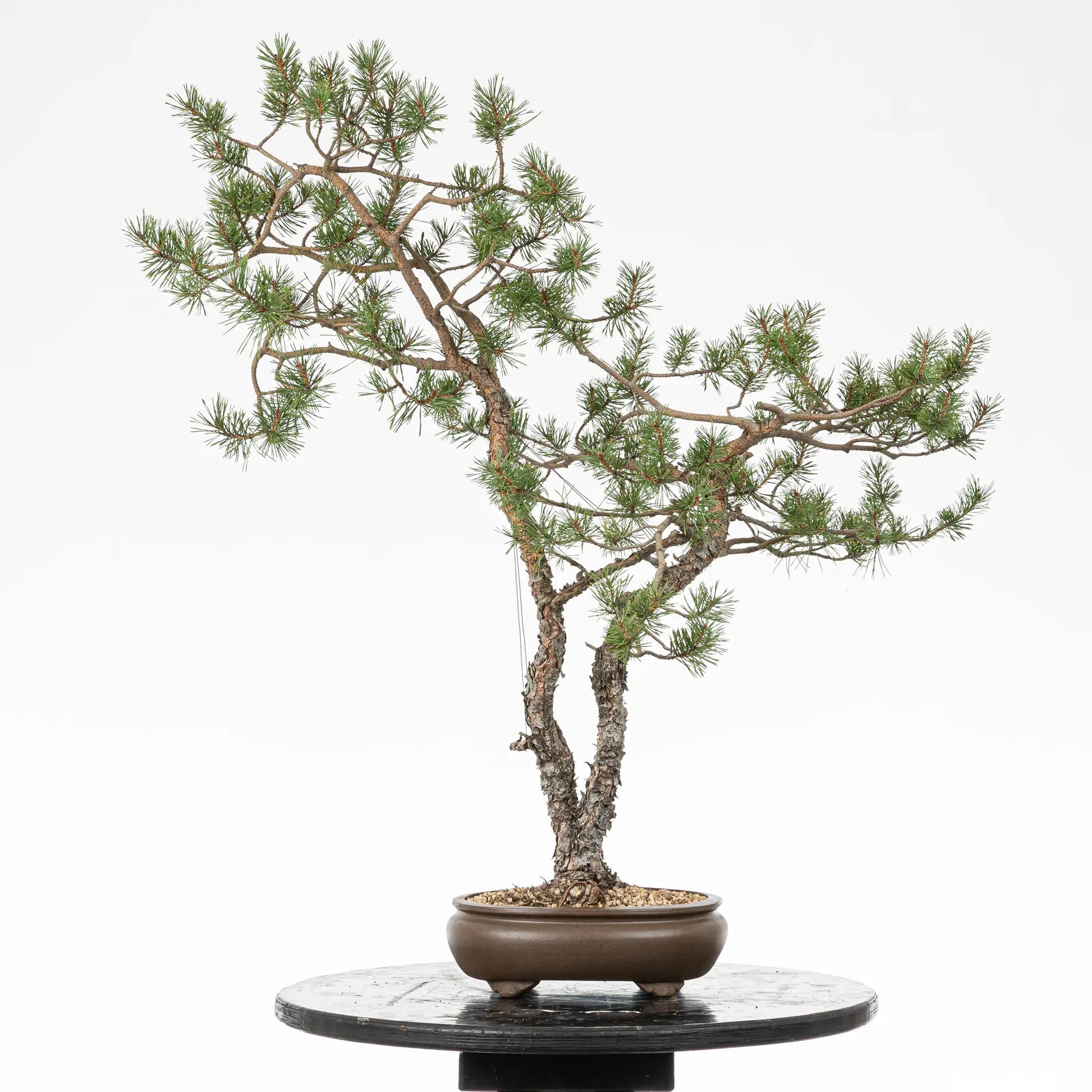 Cara trasera de bonsai yamadori de pinus sylvestris