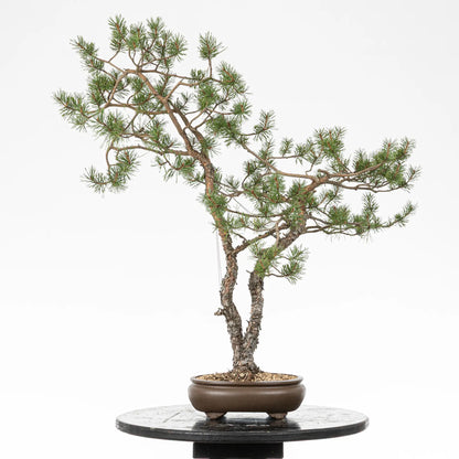 Cara trasera de bonsai yamadori de pinus sylvestris