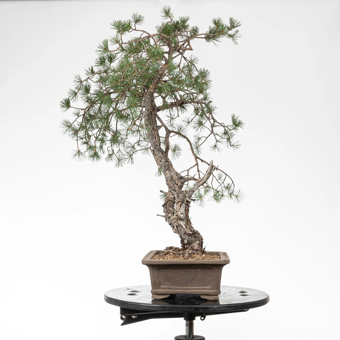 Cara izquierdad e bonsai de pino silvestre
