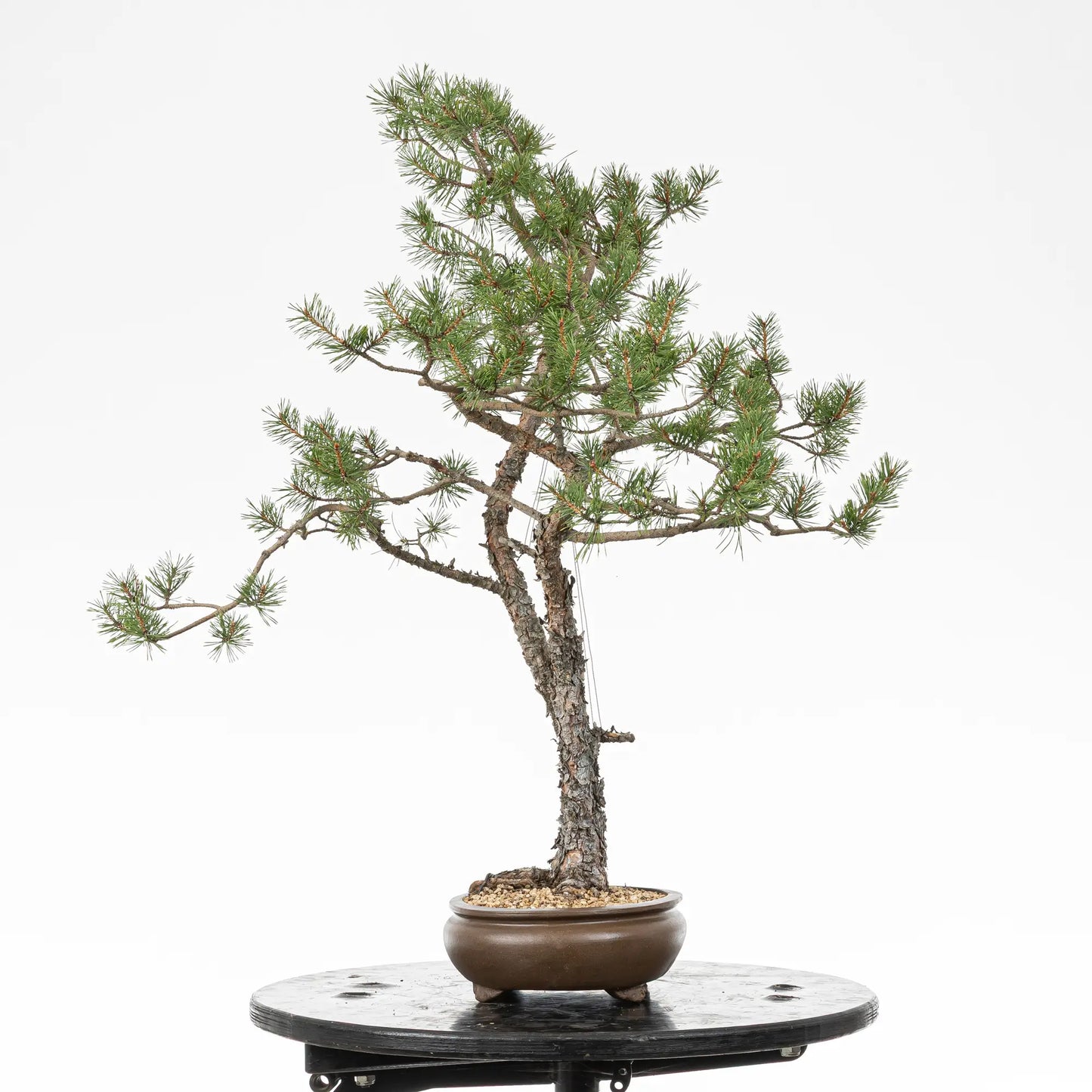 Cara izquierda de bonsai yamadori de pinus sylvestris