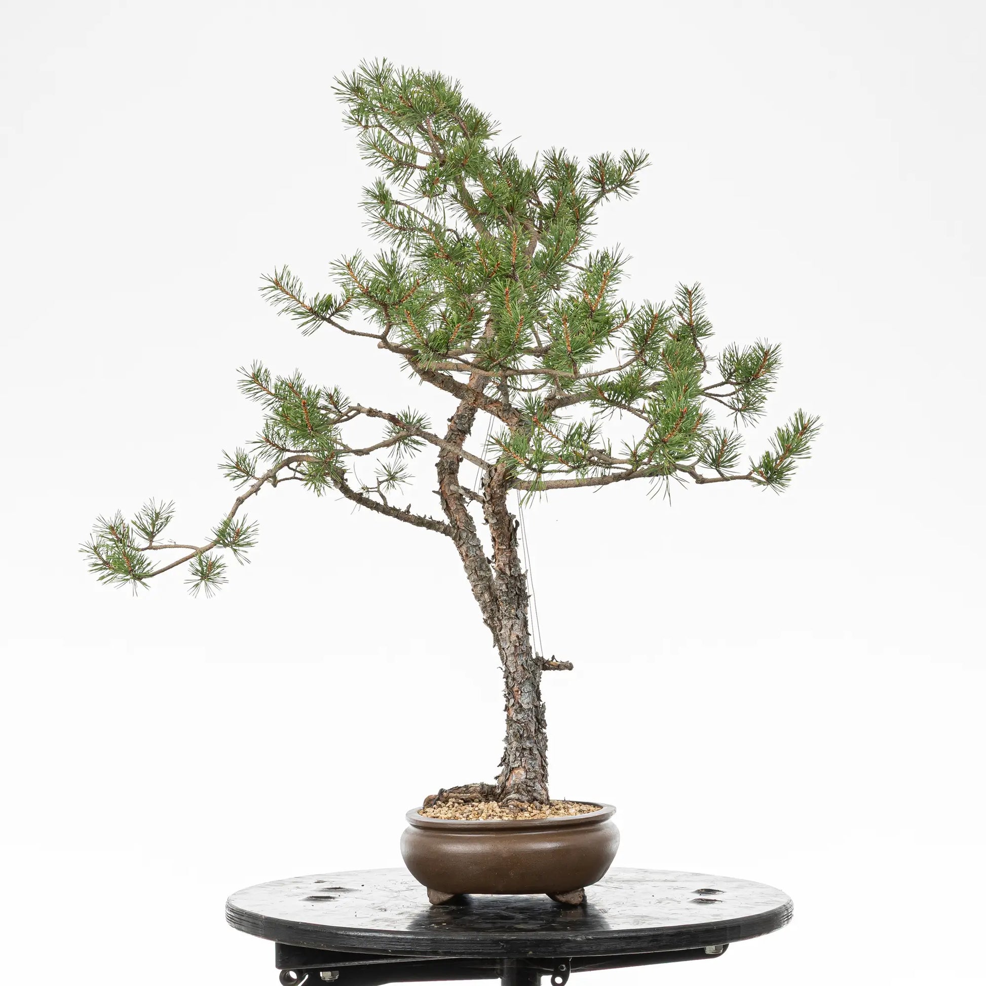 Cara izquierda de bonsai yamadori de pinus sylvestris
