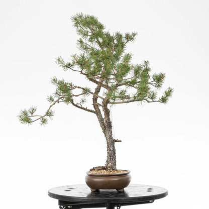 Cara izquierda de bonsai yamadori de pinus sylvestris