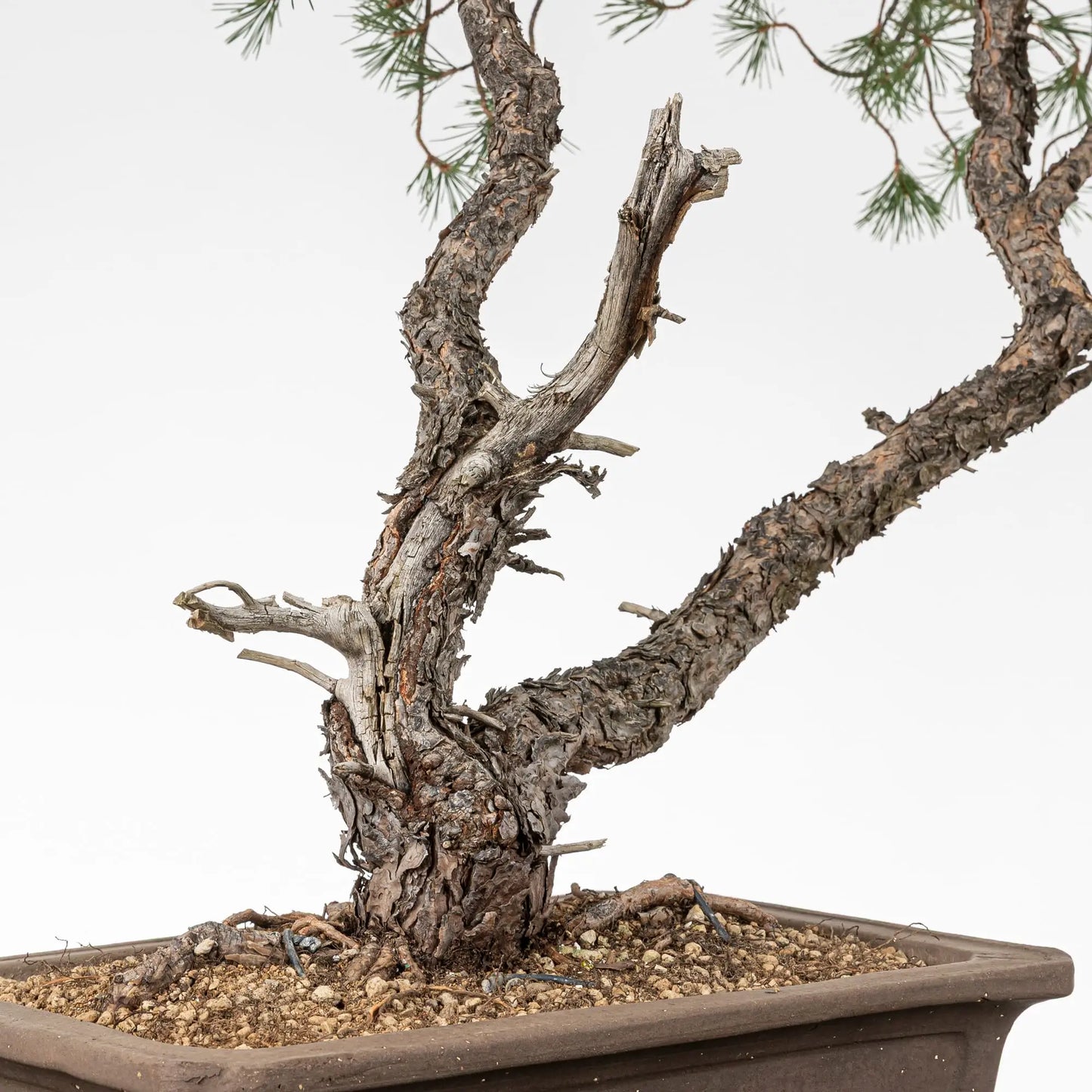Detalle de shari y tronco de bonsai de pino silvestre