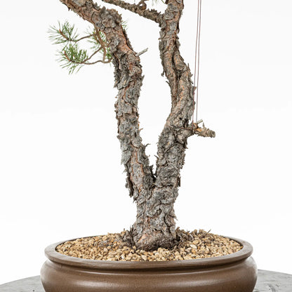Detalle de doble tronco y nebari de bonsai yamadori de pinus sylvestris.
