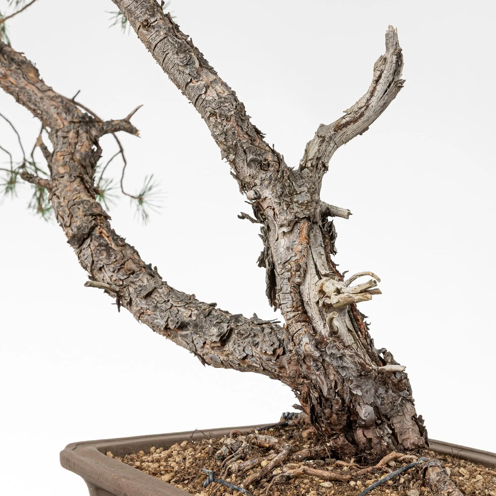 Detalle de nebari y shari de bonsai de pino silvestre