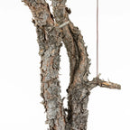 Detalle de shari en bonsai de pinus sylvestris