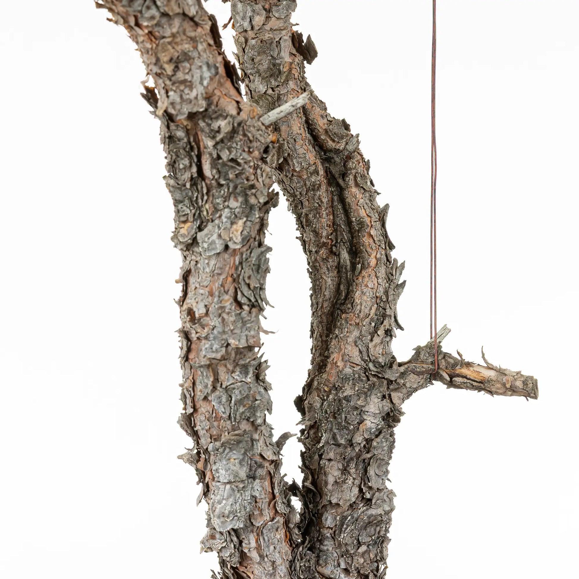 Detalle de shari en bonsai de pinus sylvestris