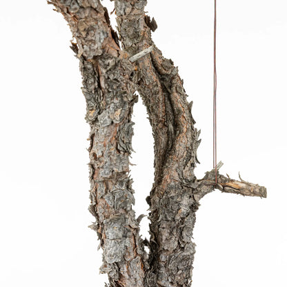 Detalle de shari en bonsai de pinus sylvestris