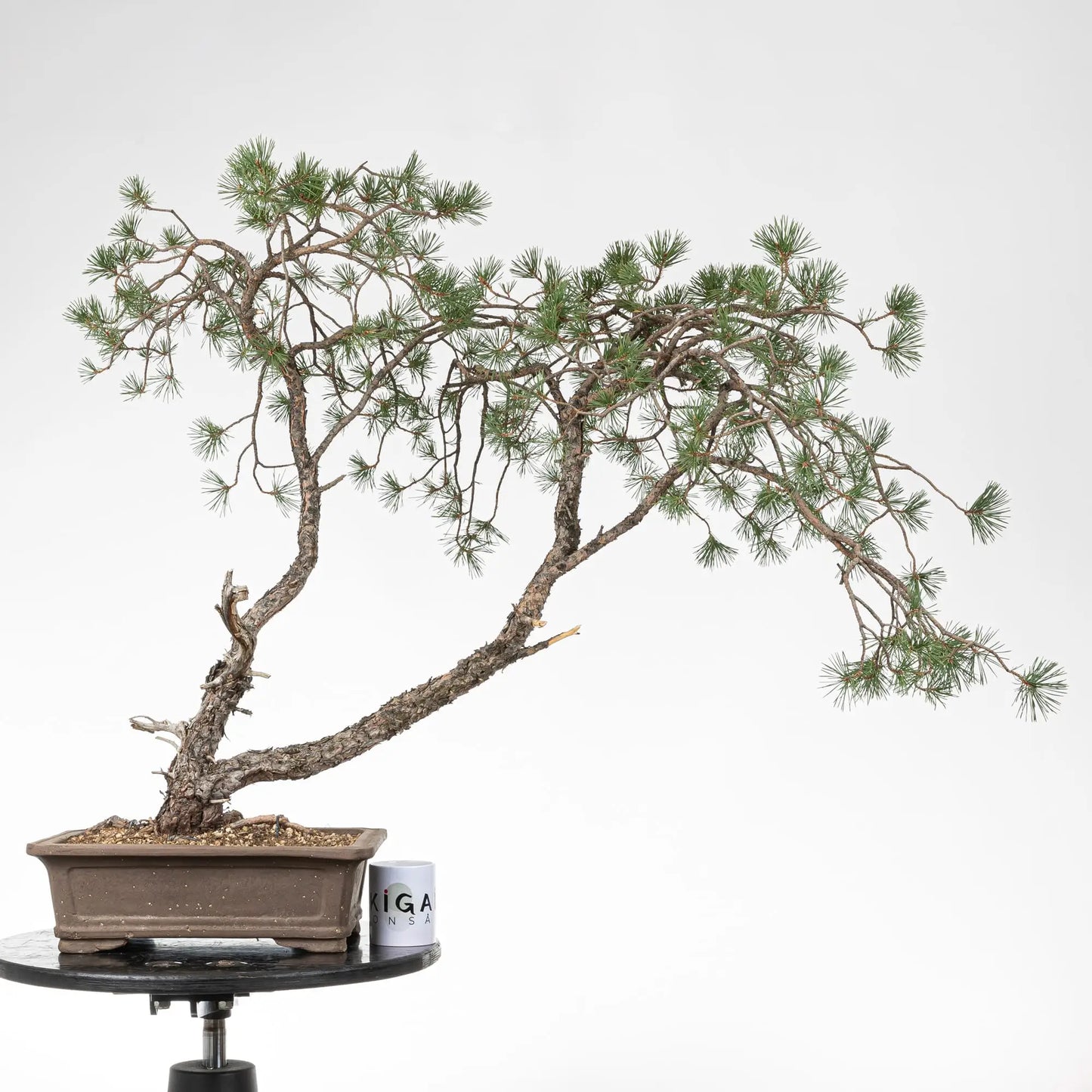 Comparativa de tamaño de bonsai de pino silvestre con una taza de café de la tienda de ikigai bonsai