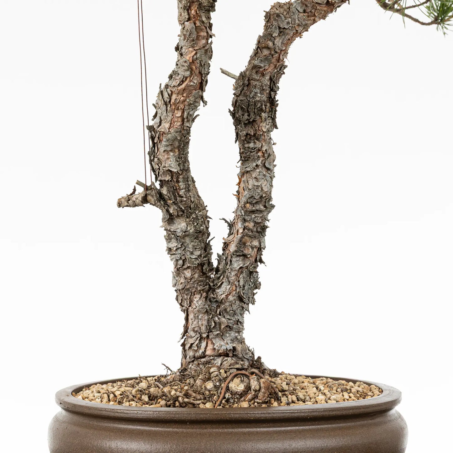 Detalle de doble tronco y nebari.